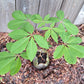 Ohio buckeye