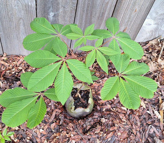 Ohio buckeye