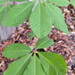 Ohio buckeye