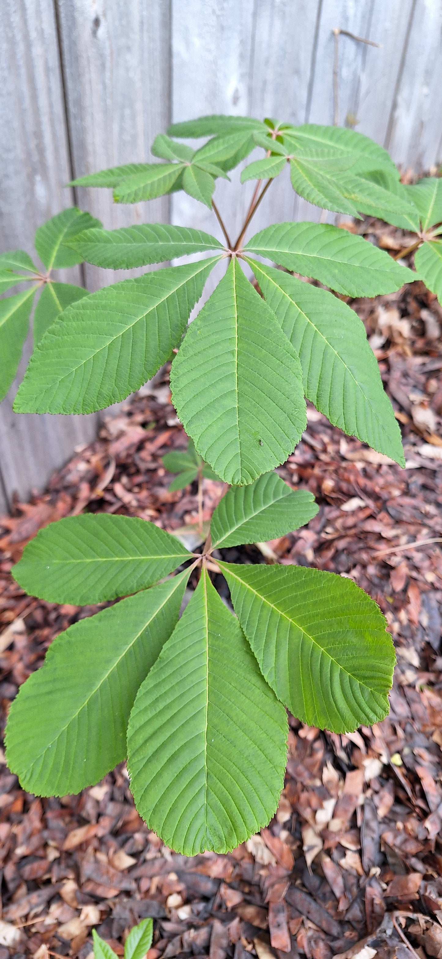 Ohio buckeye