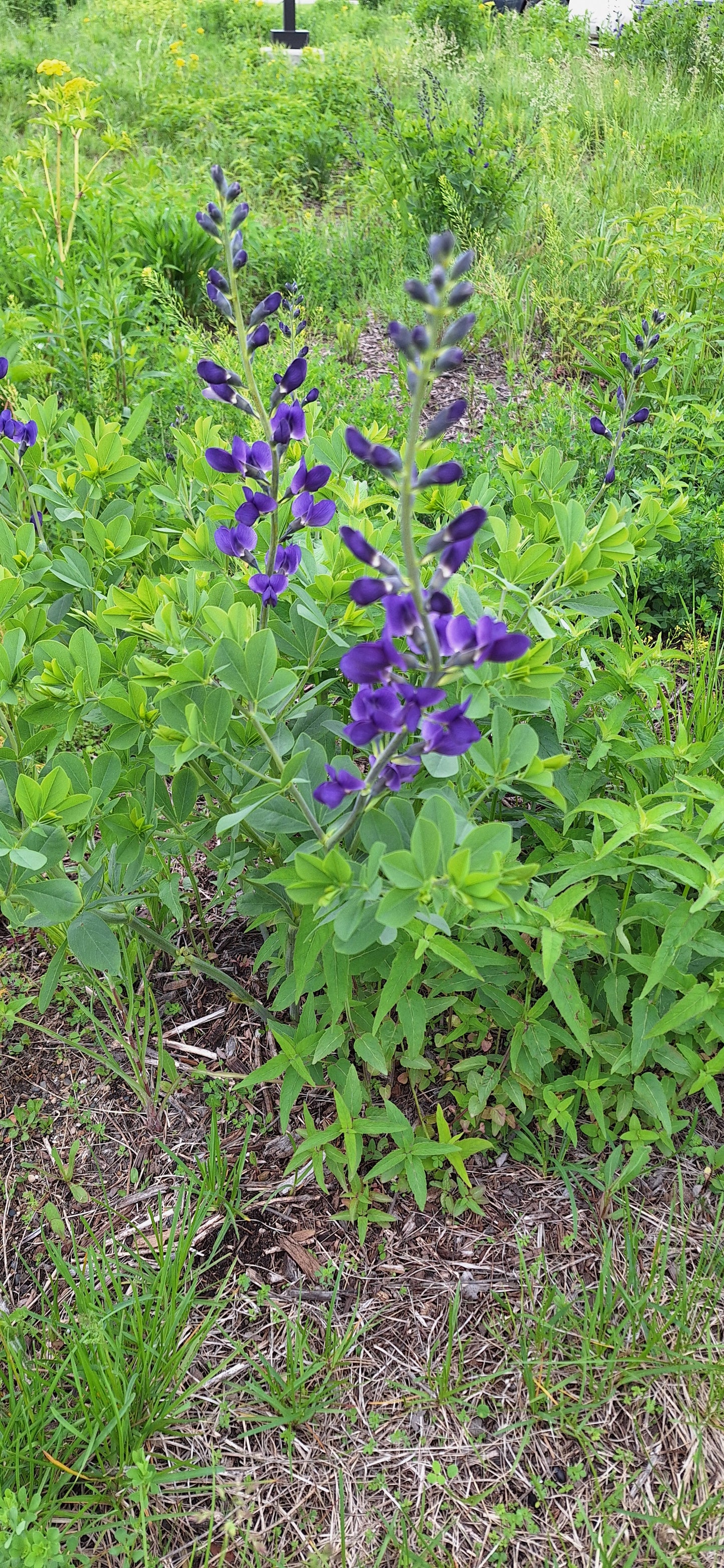 false wild indigo