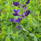 false wild indigo