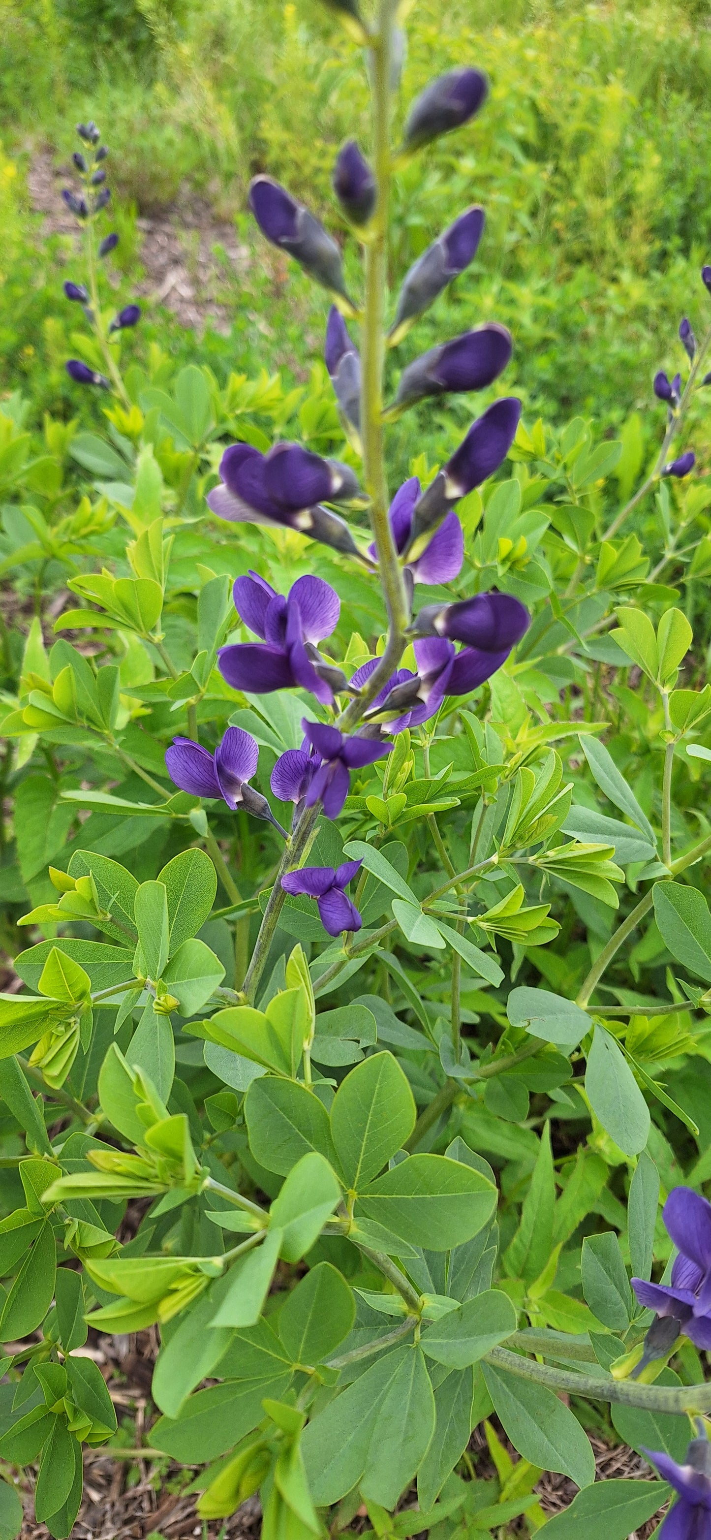 false wild indigo