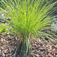 prairie dropseed