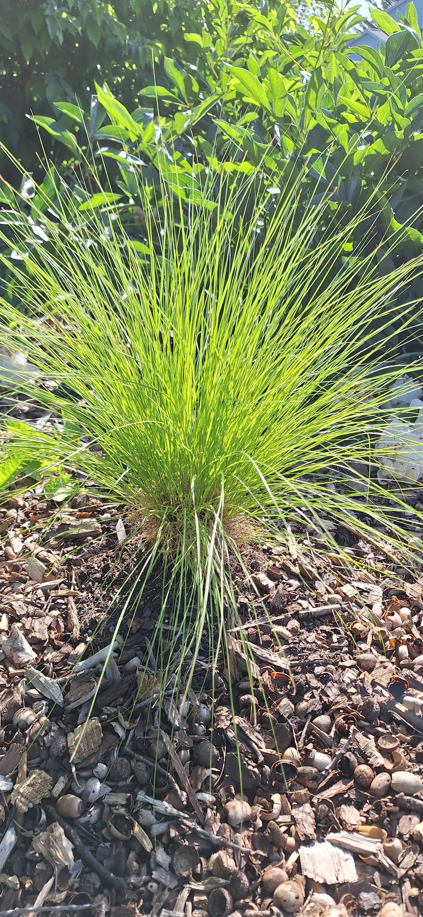 prairie dropseed