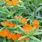 Butterfly milkweed