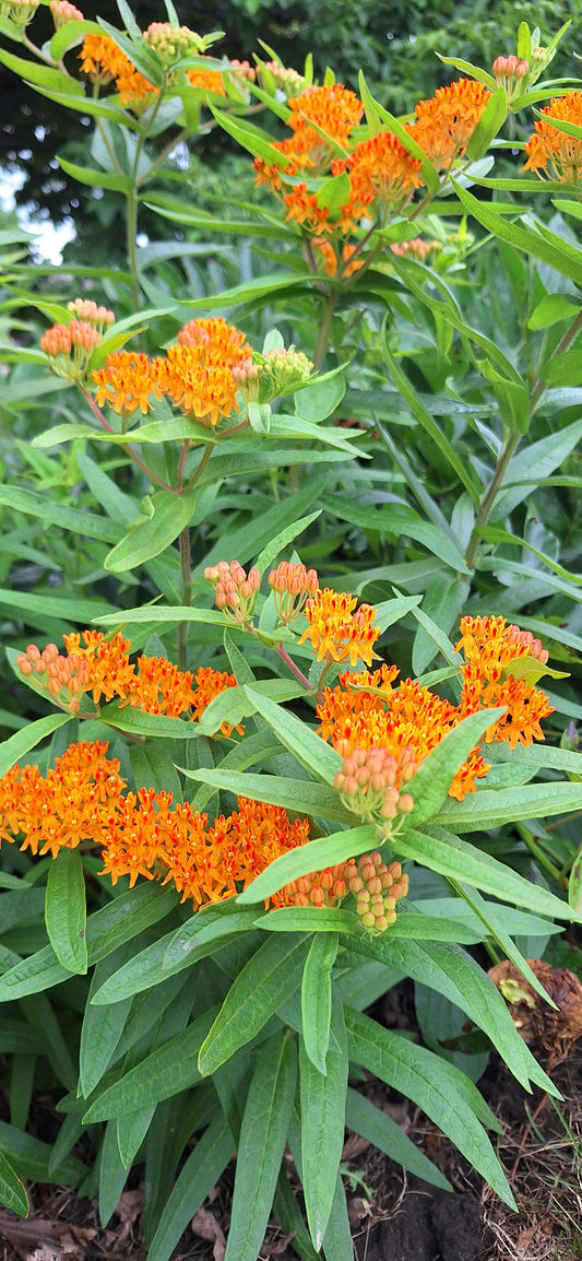 Butterfly milkweed