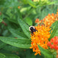 Butterfly milkweed