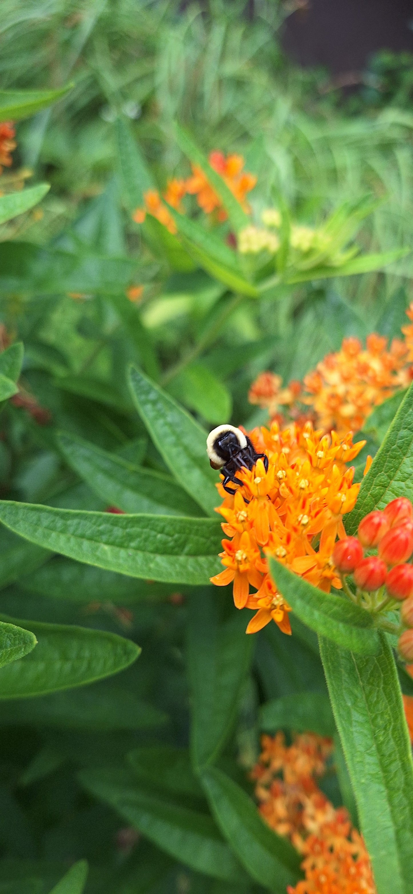 Butterfly milkweed