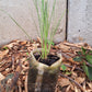 prairie dropseed