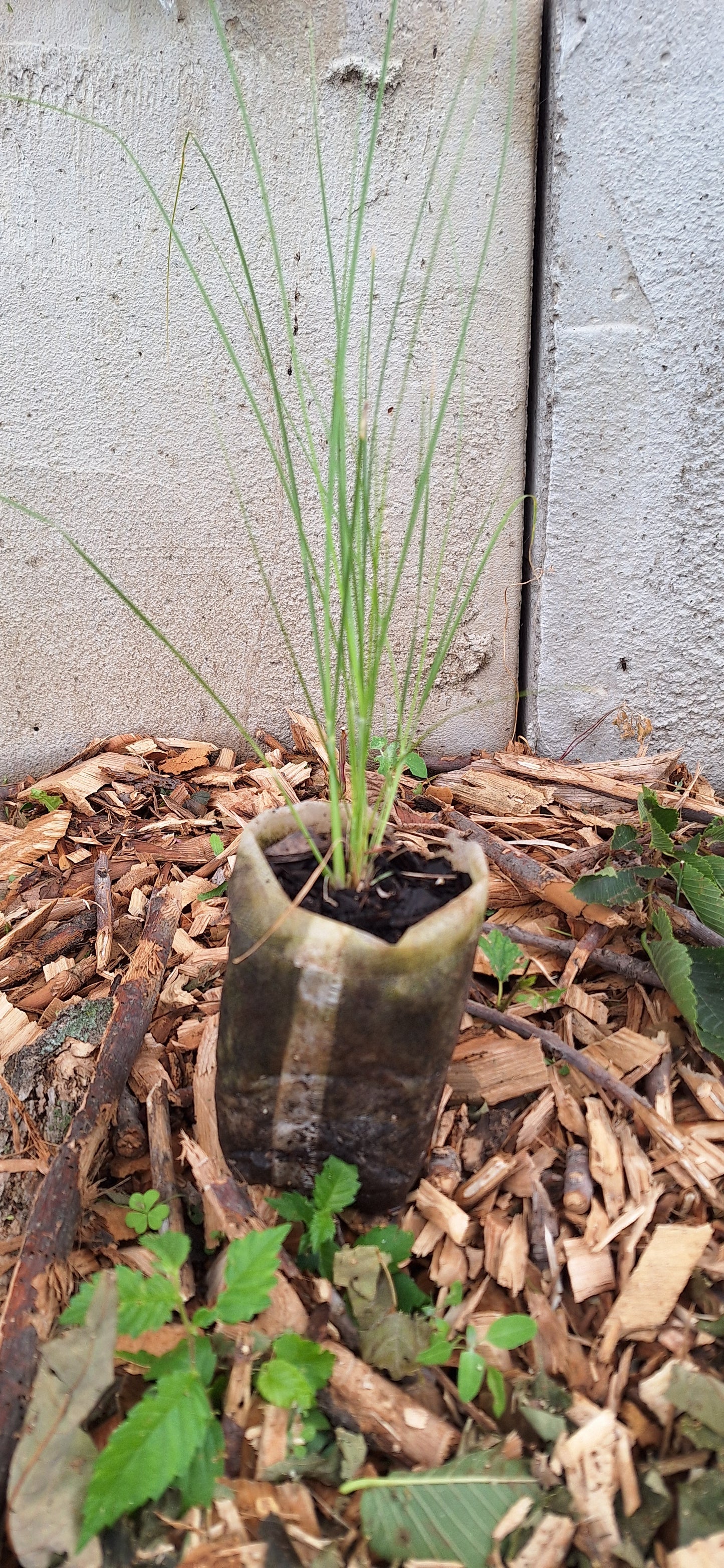 prairie dropseed