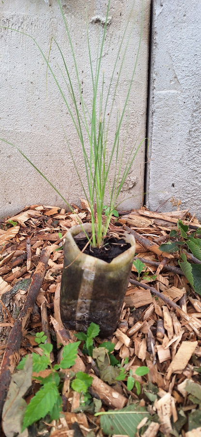 prairie dropseed
