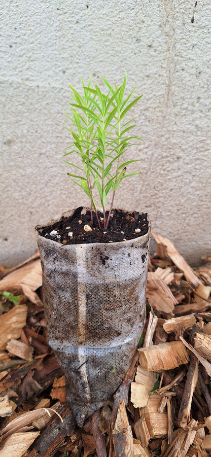 Butterfly milkweed