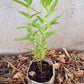 rose milkweed