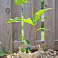 Bottomland bur oak