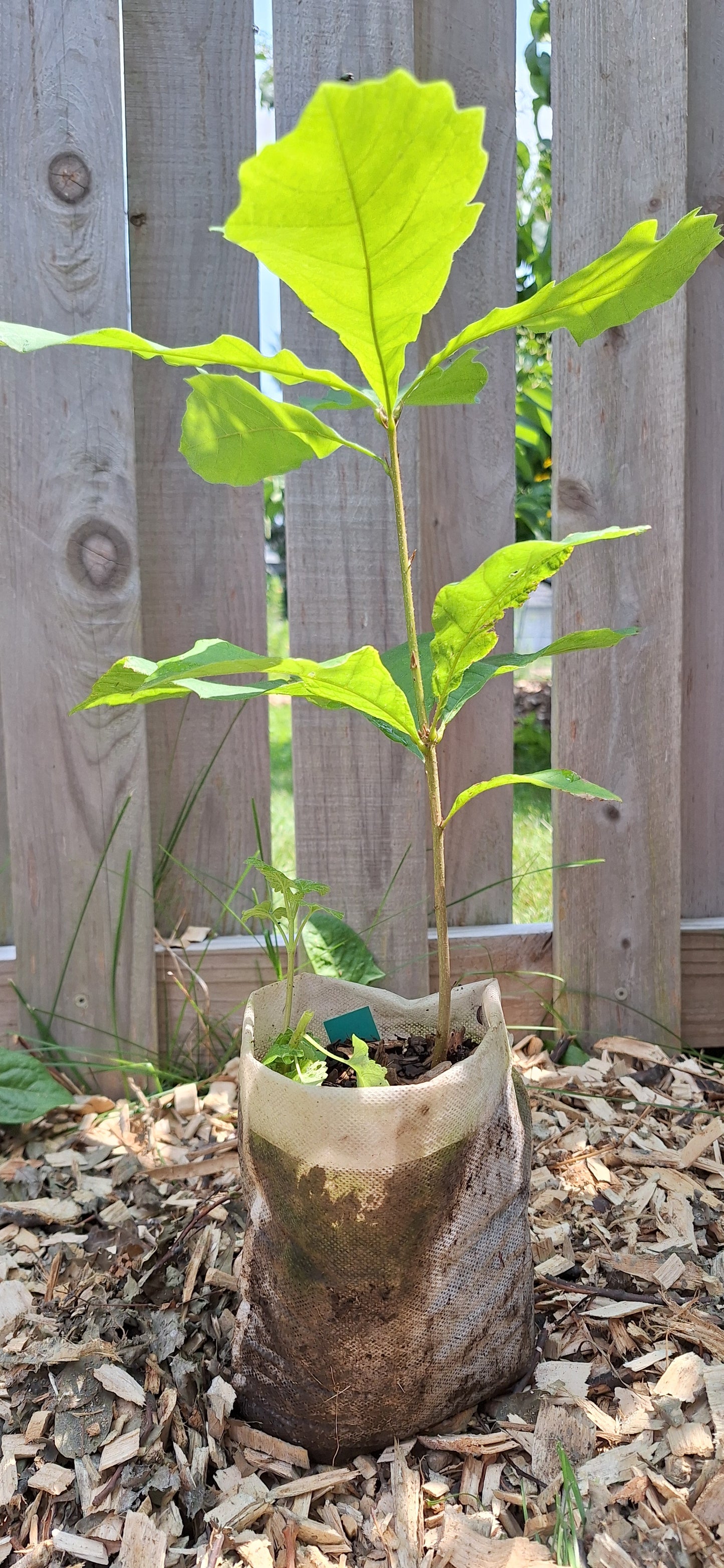 Bottomland bur oak