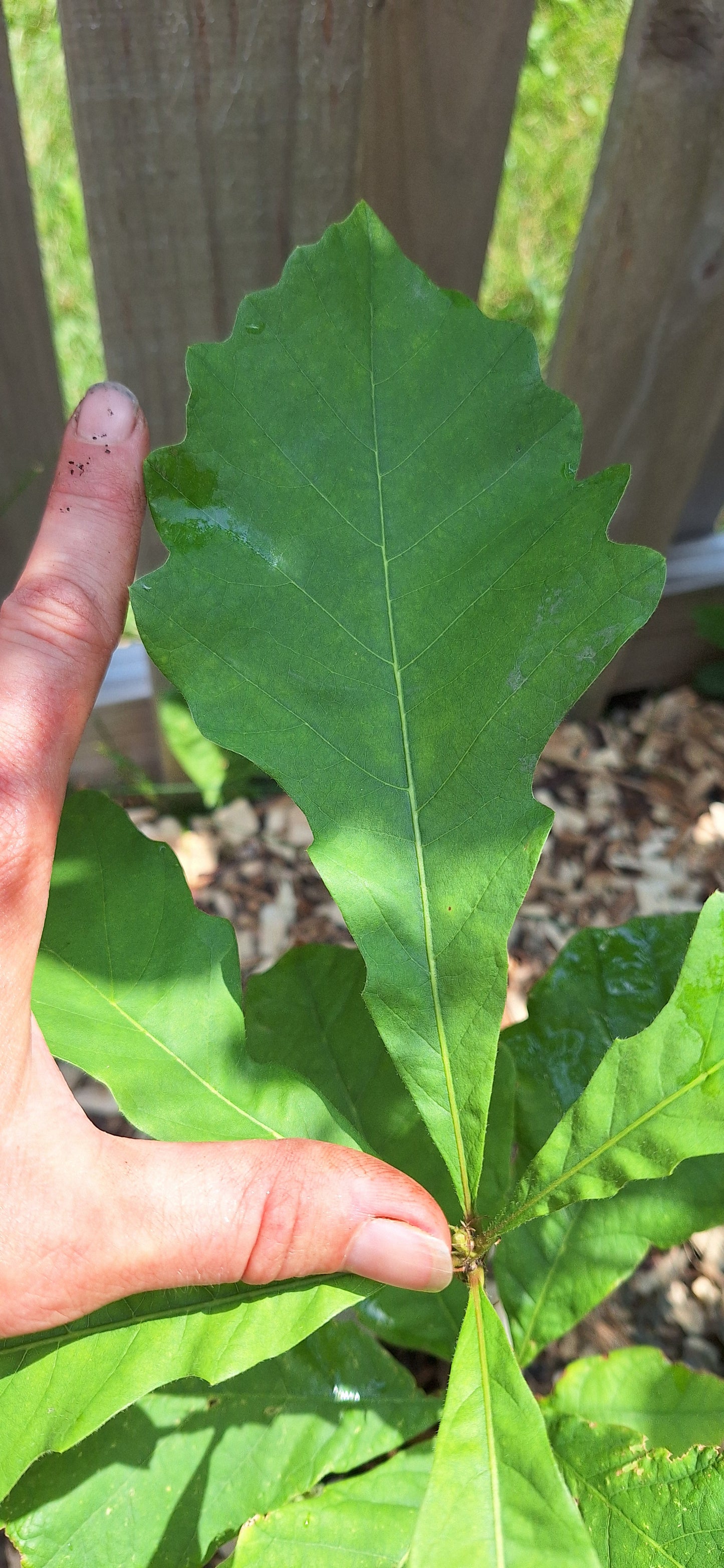 Bottomland bur oak