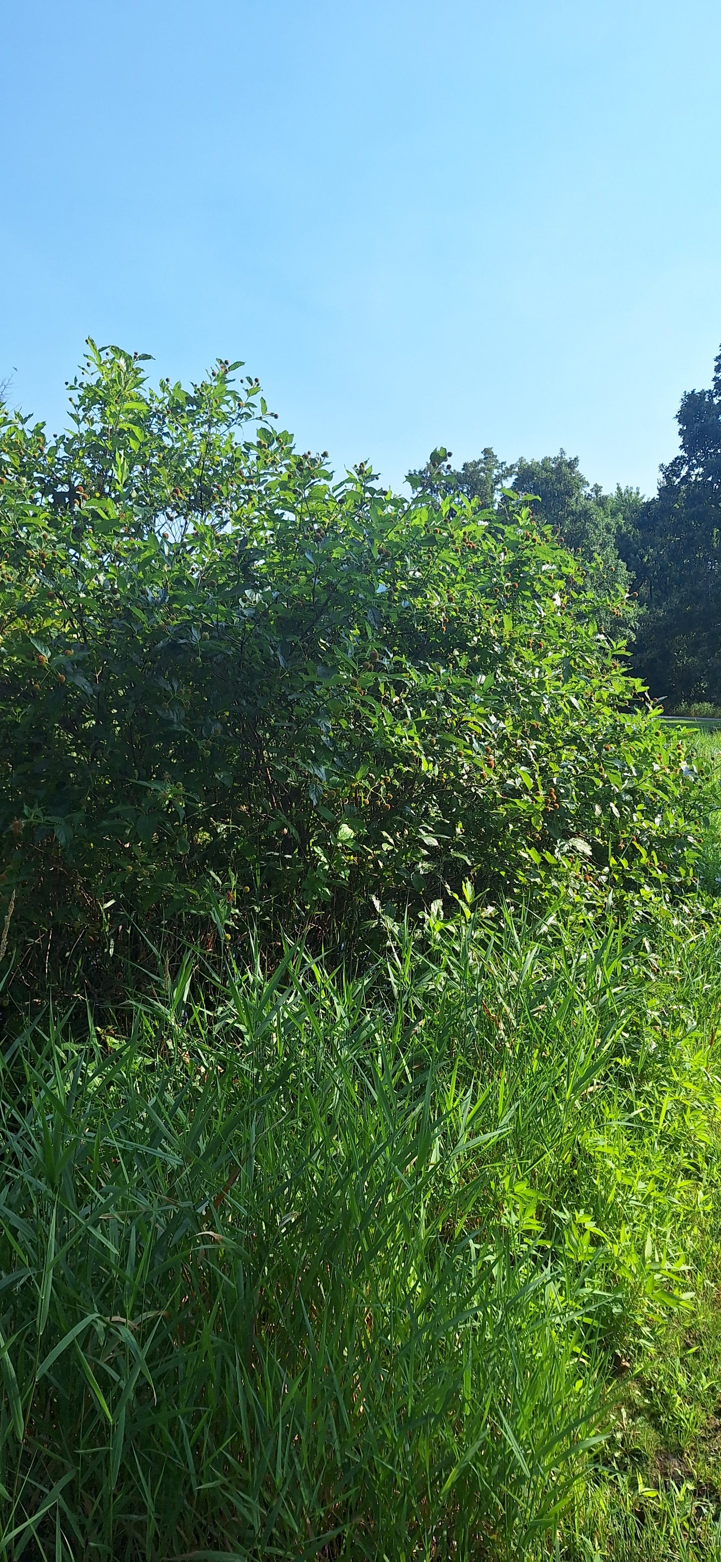 Buttonbush