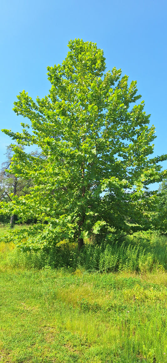 American Sycamore