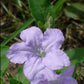 wild petunia
