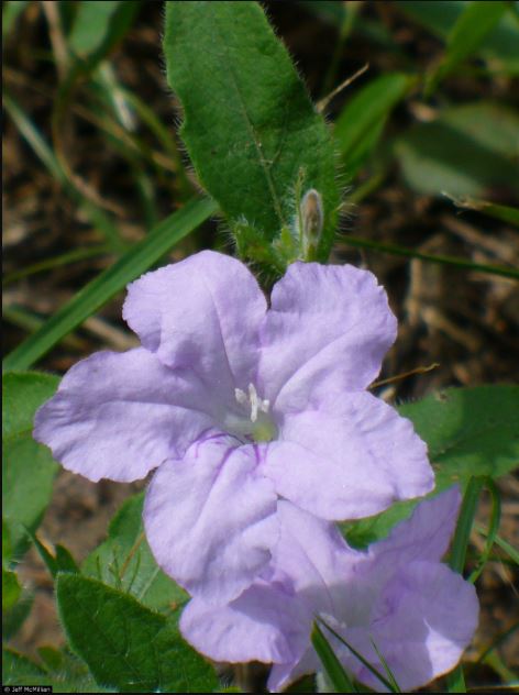 wild petunia