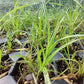 raven's foot sedge