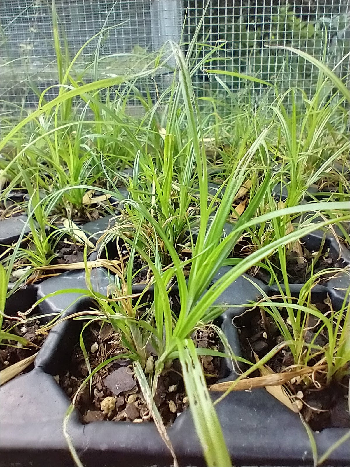 raven's foot sedge