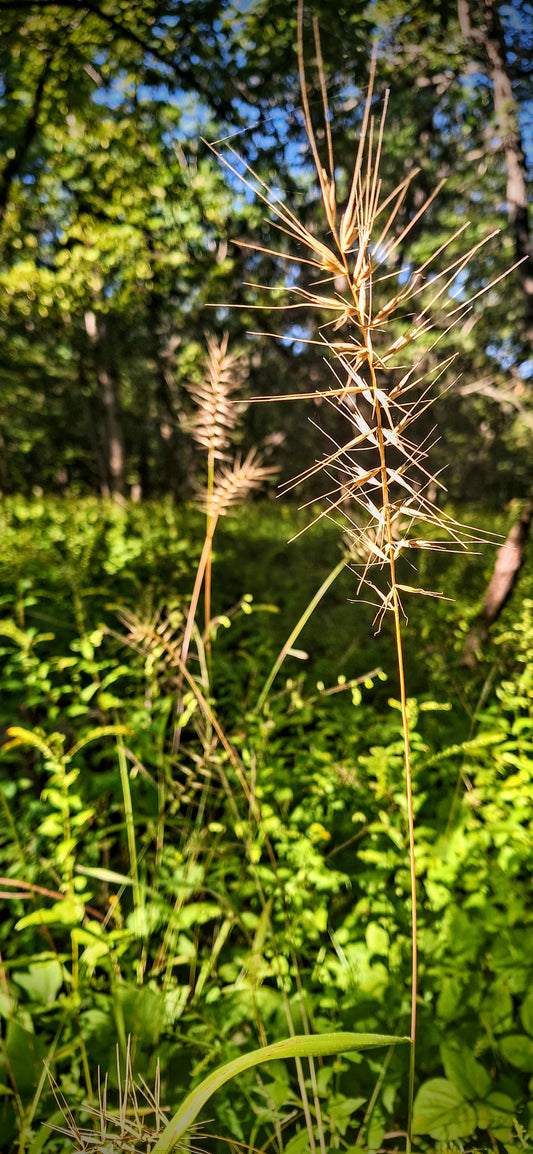 bottlebrush grass