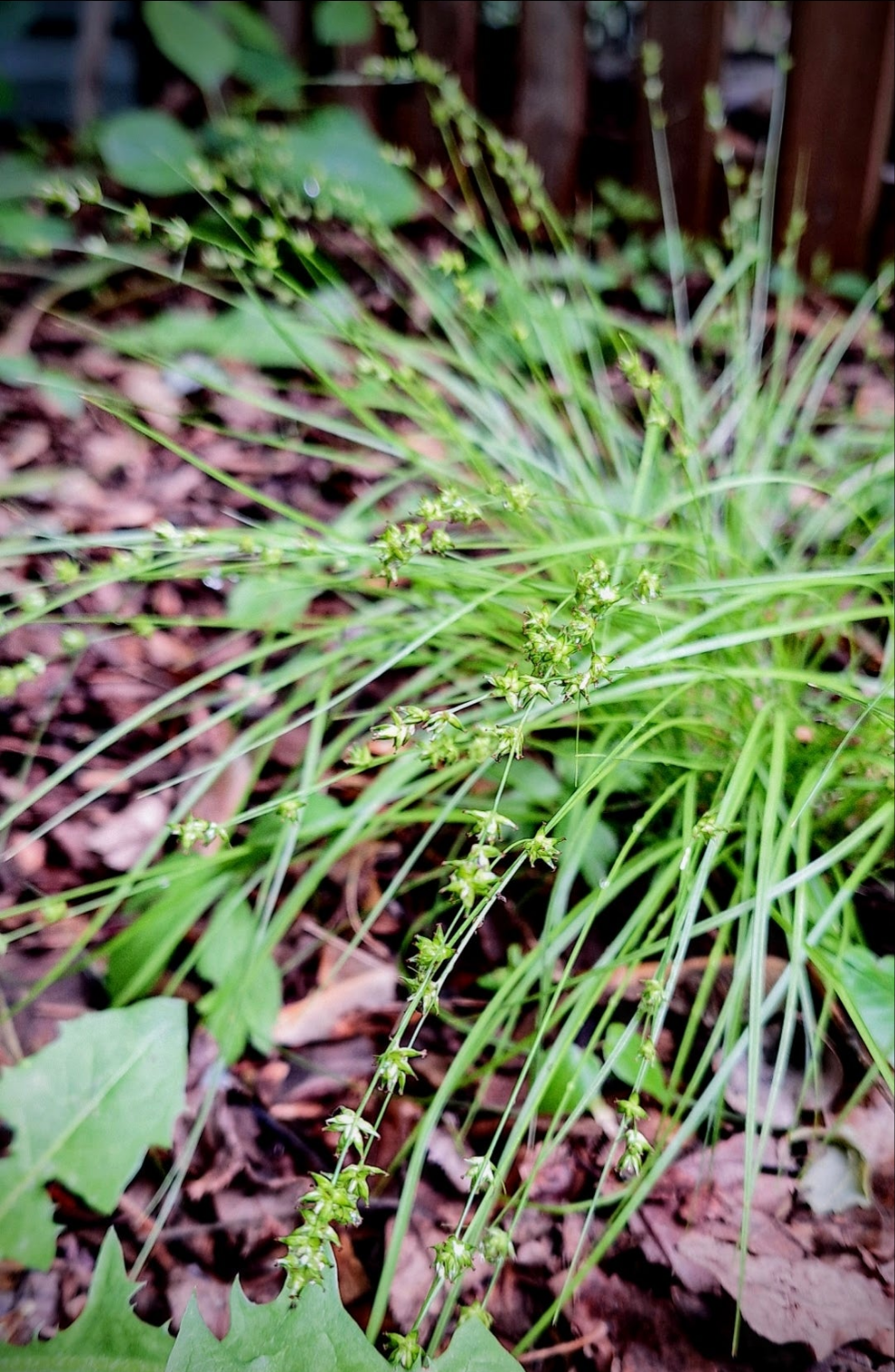 rose sedge