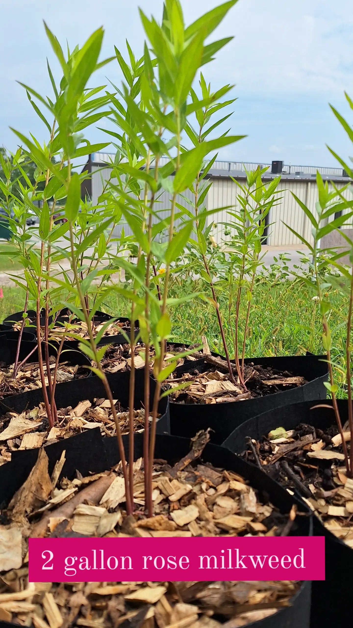 rose milkweed