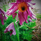 European pasque flower