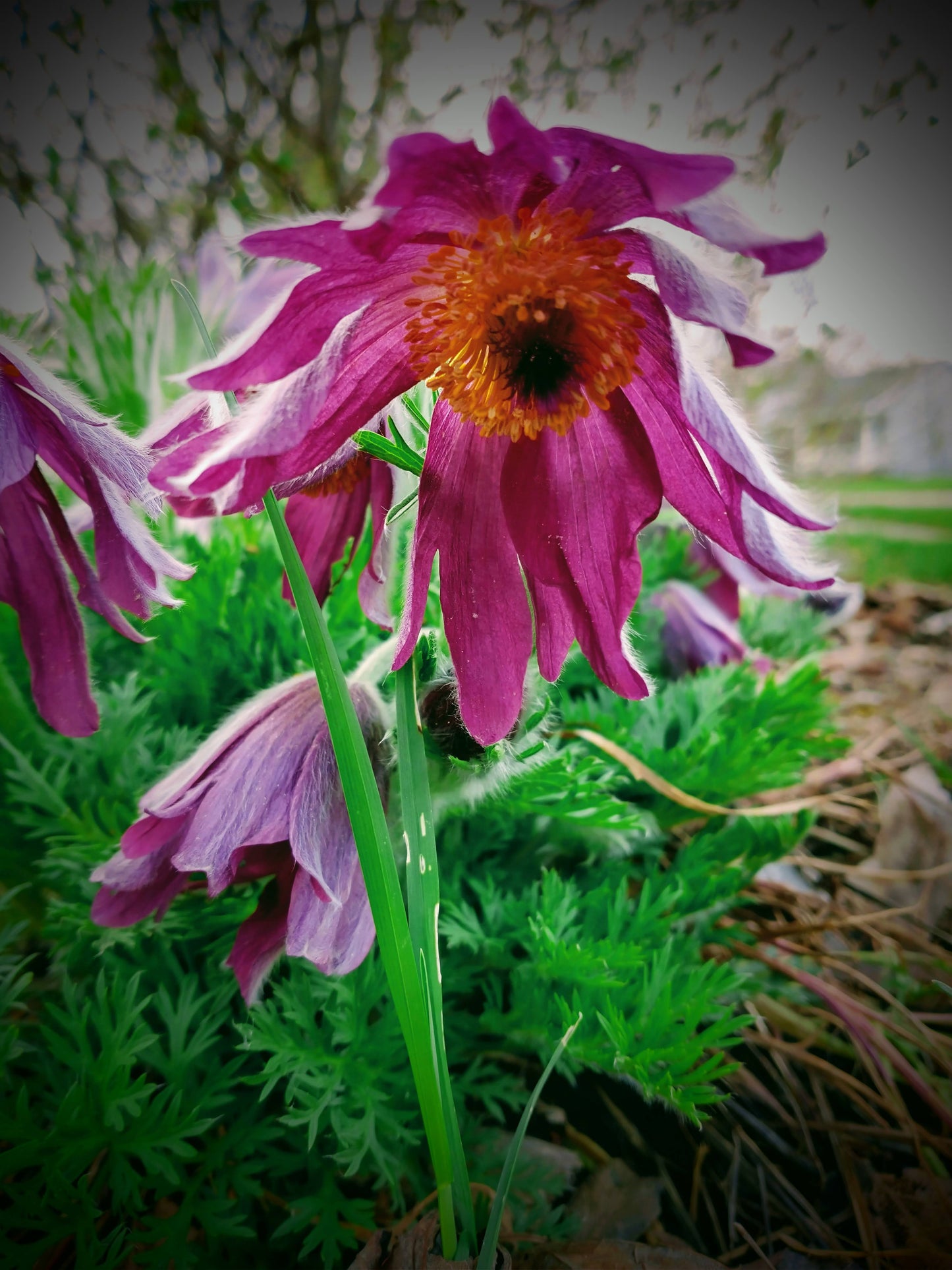 European pasque flower