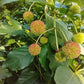 Buttonbush