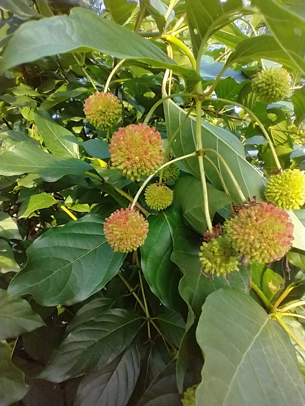 Buttonbush