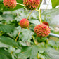 buttonbush seed, clean