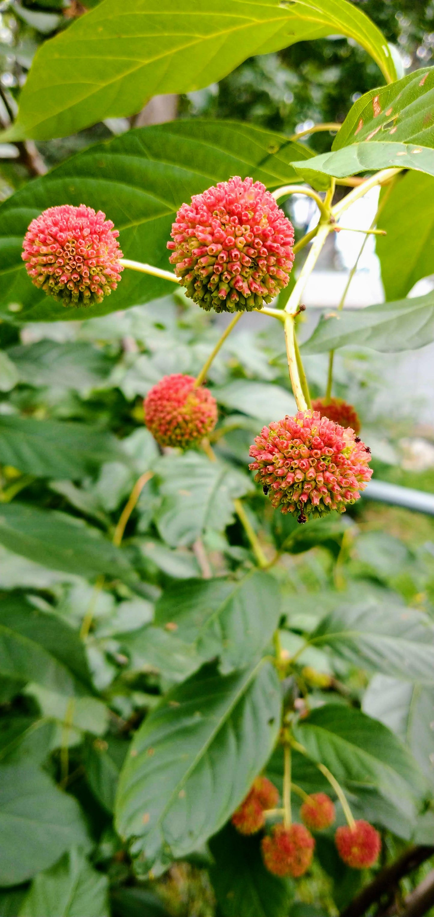 buttonbush seed, clean