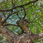 Eastern Redbud