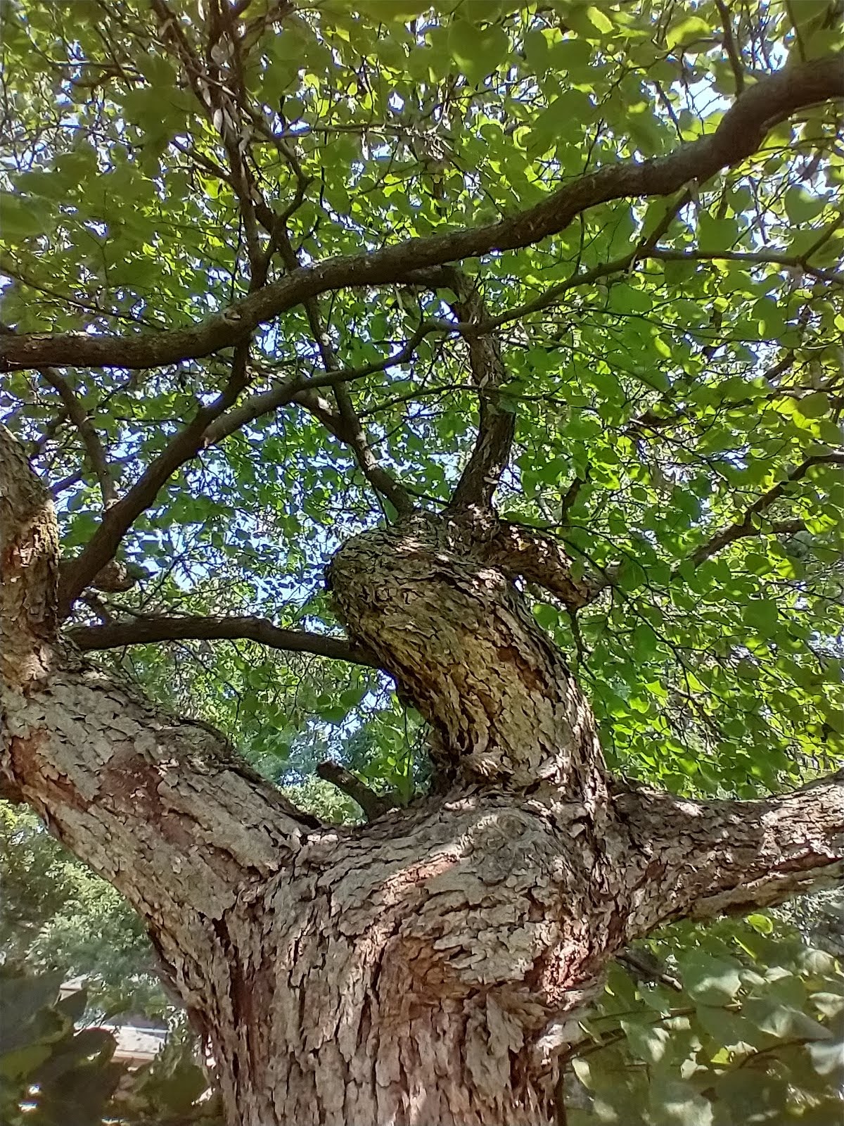 Eastern Redbud