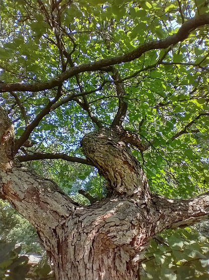 Eastern Redbud