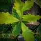 Swamp White Oak Acorns