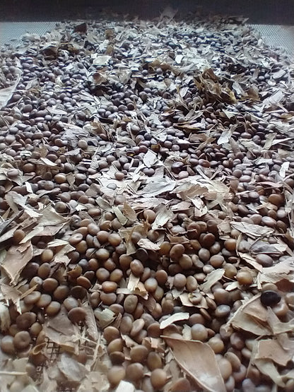 Redbud seed, clean