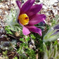 European pasque flower