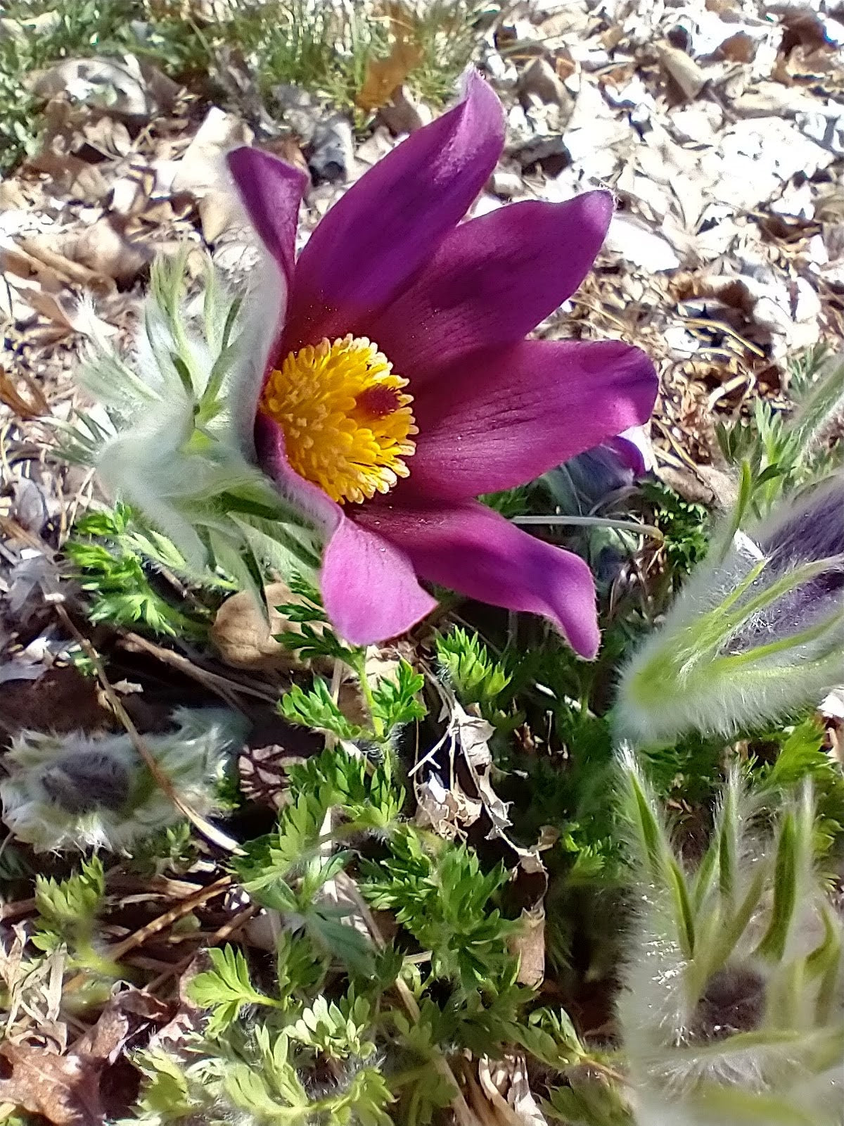 European pasque flower