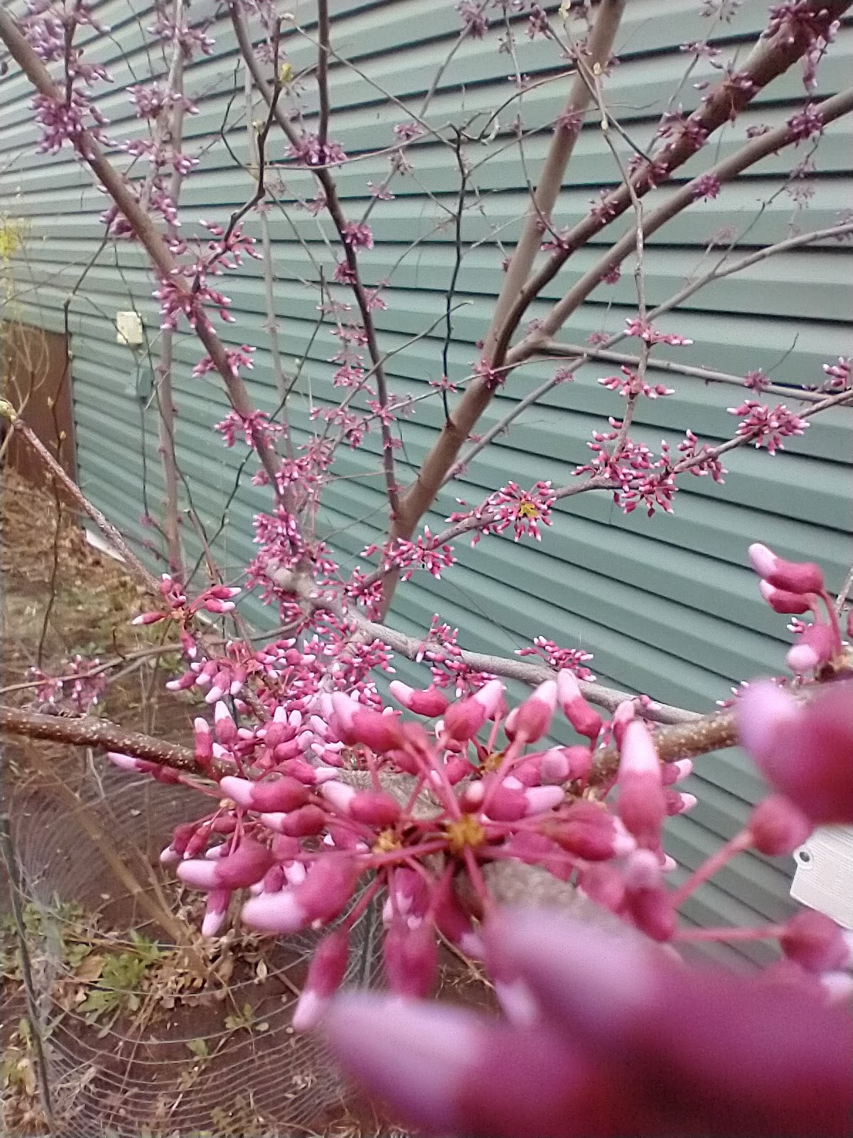 Redbud seed, clean