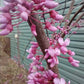 Eastern Redbud