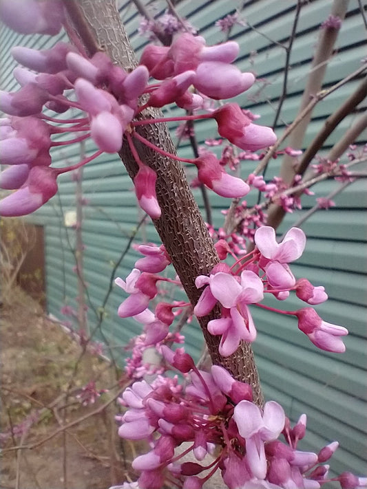 Eastern Redbud