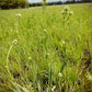 Rattlesnake master