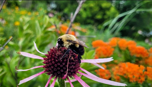 Pale purple coneflower