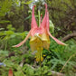 columbine, seed