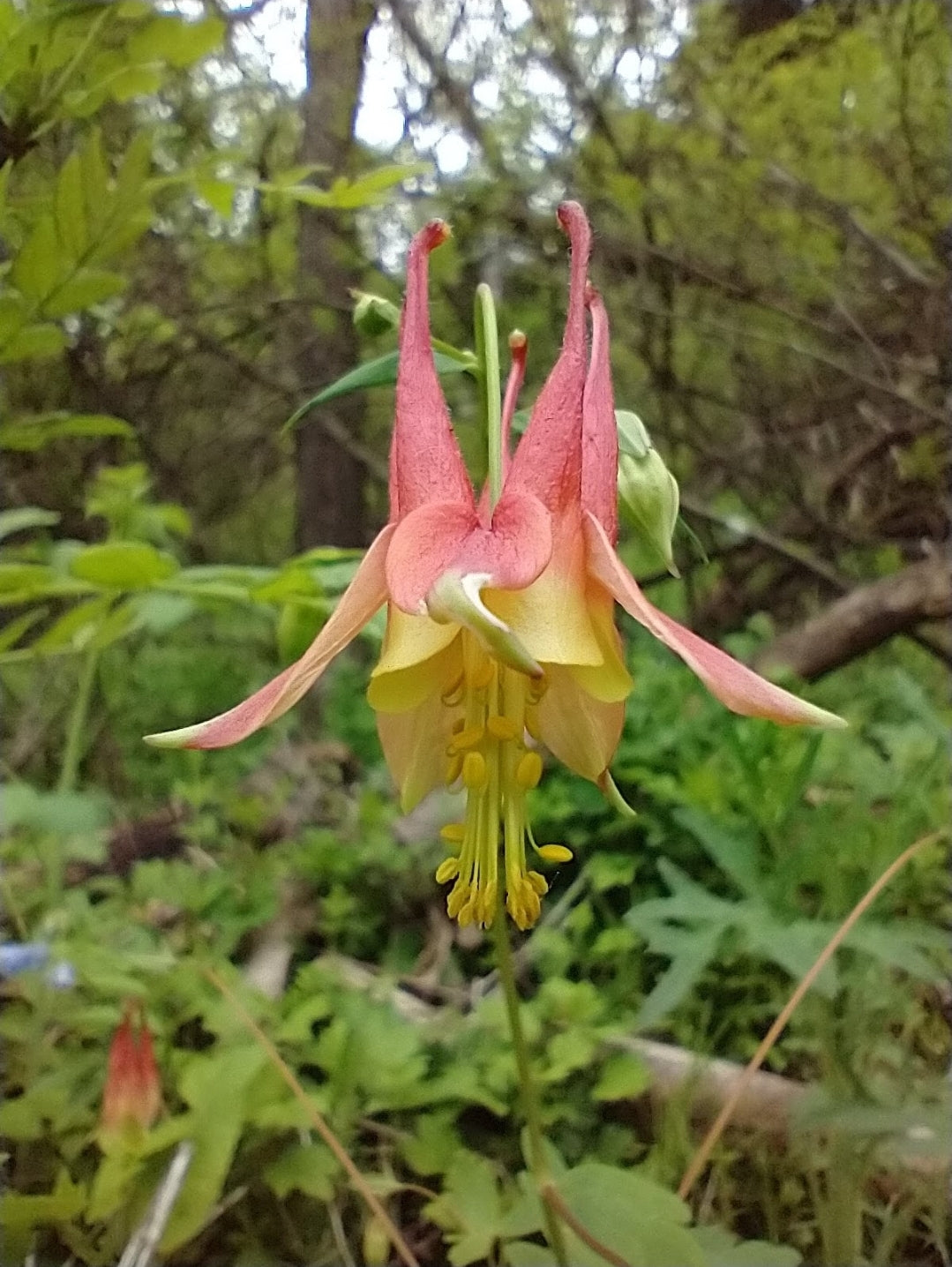 columbine, seed